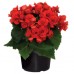 Begonia