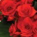 Begonia