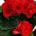 Begonia si cadouri Begonia si cadouri