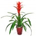 Guzmania Guzmania