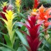 Guzmania Guzmania