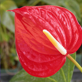 Anthurium - floarea Flamingo